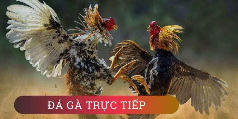 Theo dõi đá gà trực tiếp tại 8KBET không lo giật lag