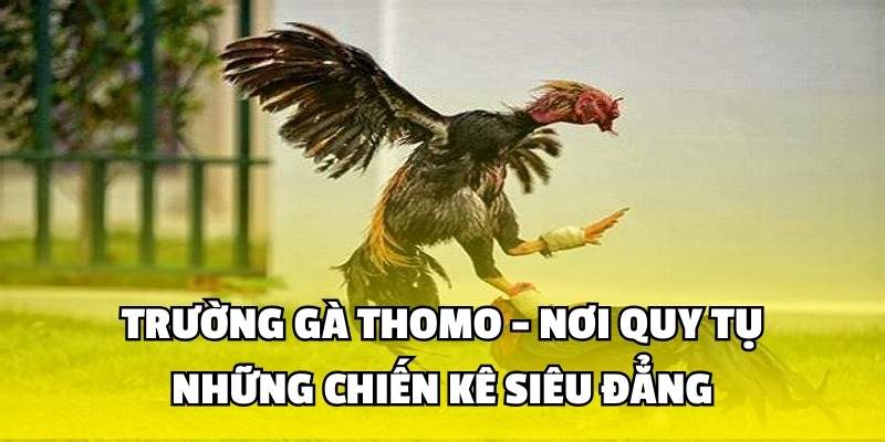 Trường Gà Thomo - Nơi Quy Tụ Những Chiến Kê Siêu Đẳng